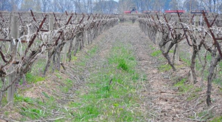 5 il için zirai don uyarısı yapıldı
