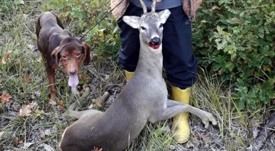 Koruma altındaki karaca avına 15 bin lira ceza kesildi