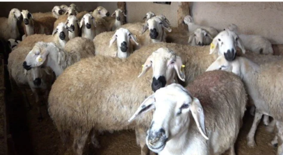 Kırıkkale'de onlarca küçükbaş hayvan öldü