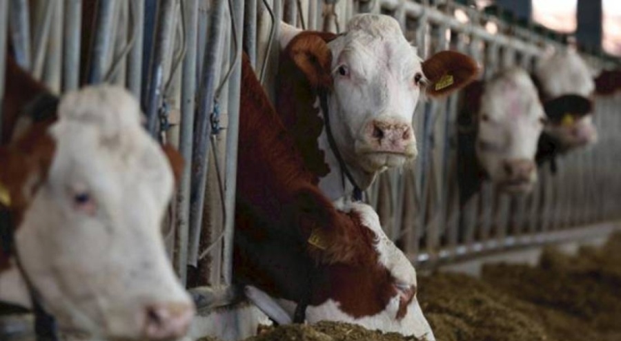 Hollanda'da deli dana vakası görüldü