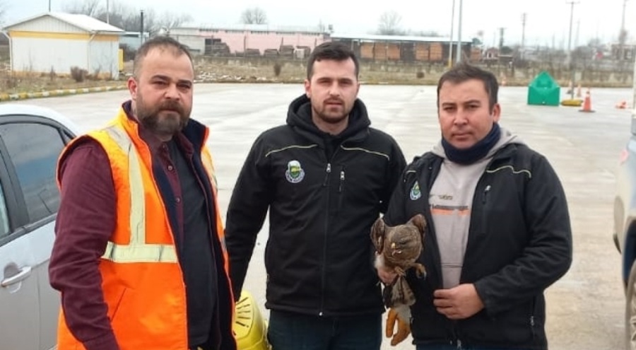 Bursa'da duyarlı sürücü yaralı şahini kurtardı