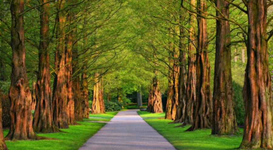 Dünya'yı kentsel ağaçlandırma kurtaracak