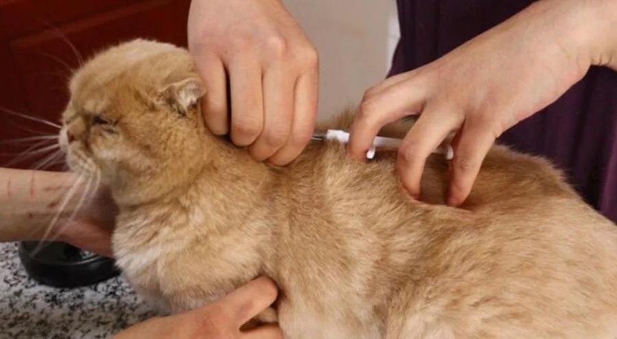 Evcil hayvanına çip taktırmayanlara ilk cezalar uygulandı