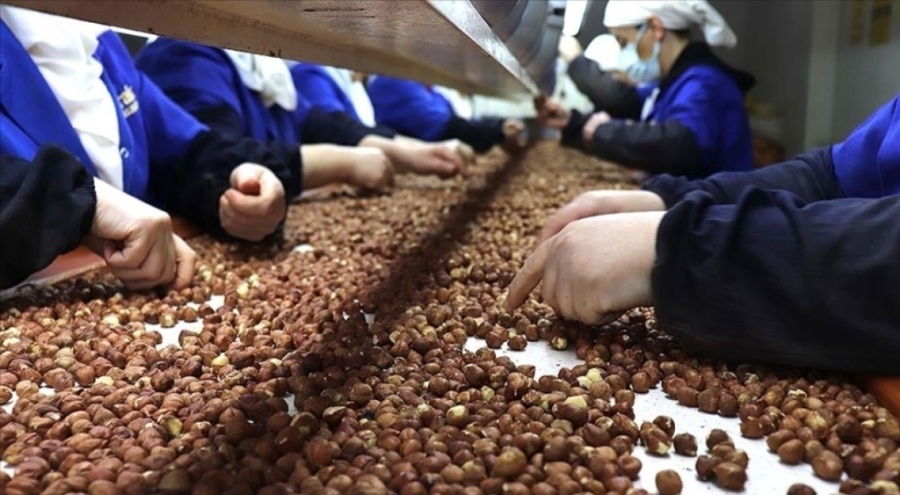 Türkiye fındıktan ilk 5 ayda 884 milyon dolar kazandı
