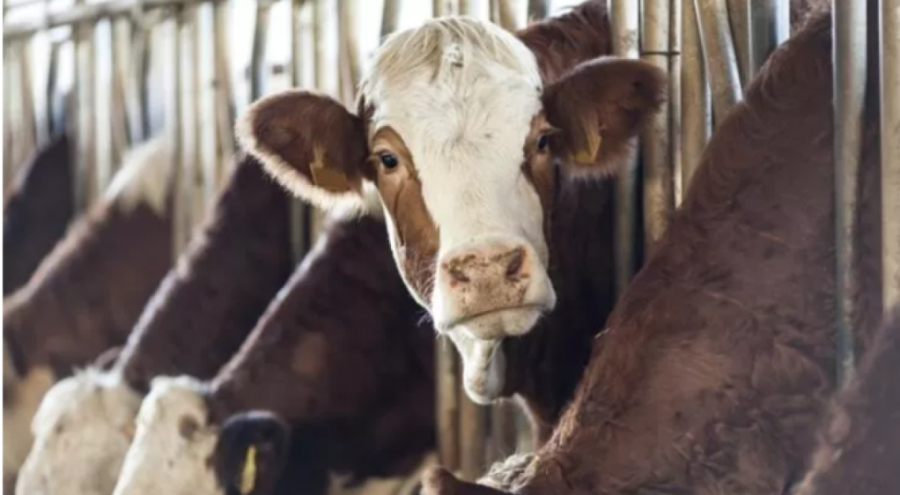 Çin'de 'süper inekler' klonlandı