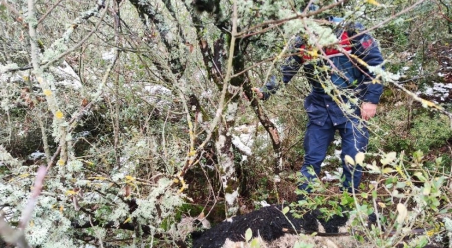 Bursa'da 3 gündür kayıp olan hayvanları jandarma buldu