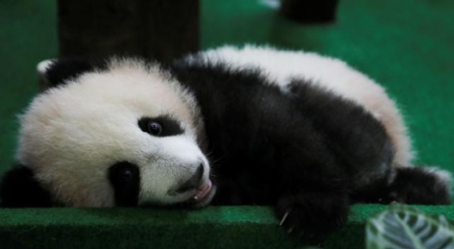 ABD'de 25 yaşındaki panda öldü