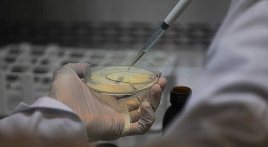 Sakarya Botanik Vadisi'nde üretilen bitkilerin yüzde 90'ı ihraç edildi