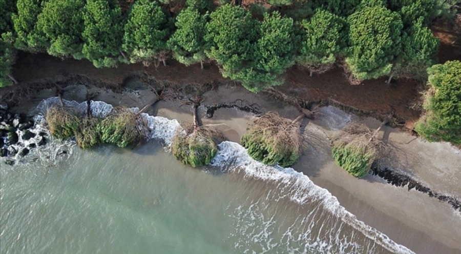 Kıyı erozyonu çam ağaçlarının kökünden devrilmesine sebep oldu