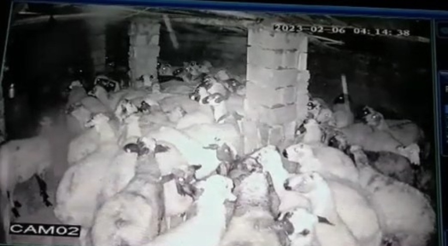 Koyunlar depremi hissetti