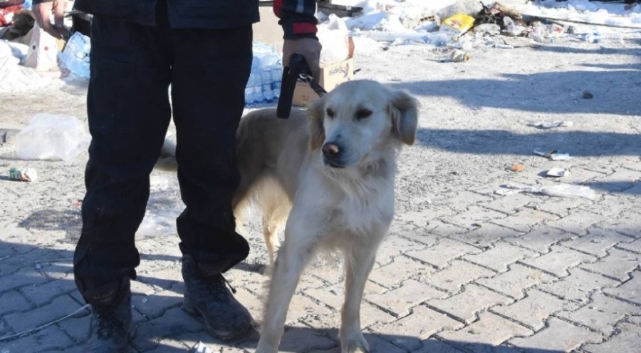 Malatya'da arama kurtarma köpeği sayesinde 77 saat sonra kurtarıldı