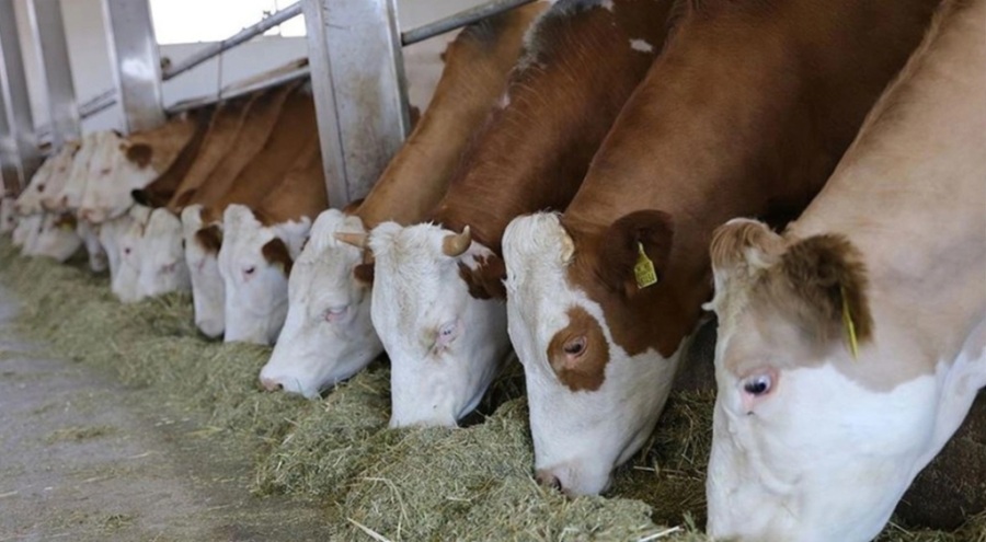 Et ve Süt Kurumu, depremzedelerin hayvanlarını sevk ediyor