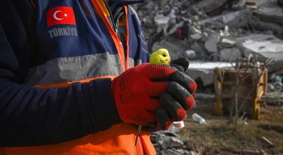 Enkazda bulunan muhabbet kuşuna "Mucize" ismi koyuldu