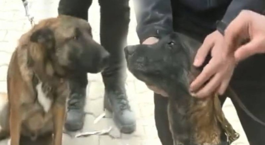 Çakıl ve Rüzgar umut oldu: 28 kişiyi kurtardılar!