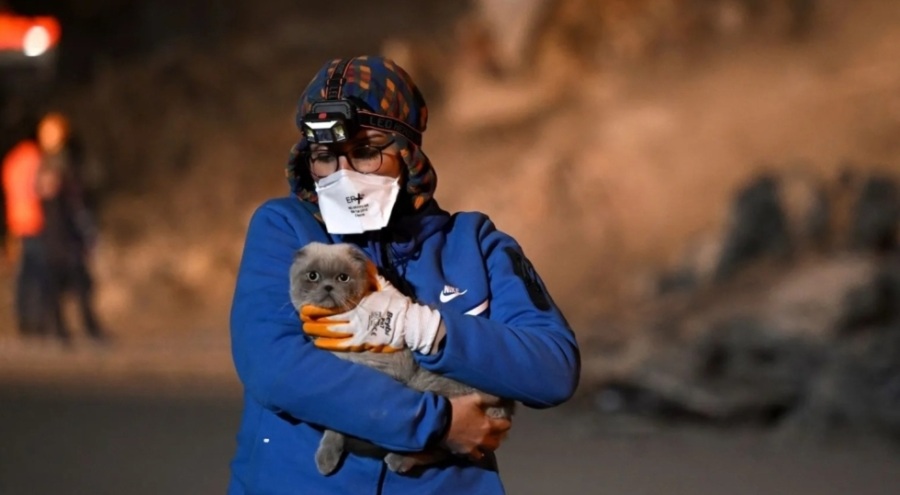 Hatay'da enkaz altında mahsur kalan hayvanlar kurtarılıyor