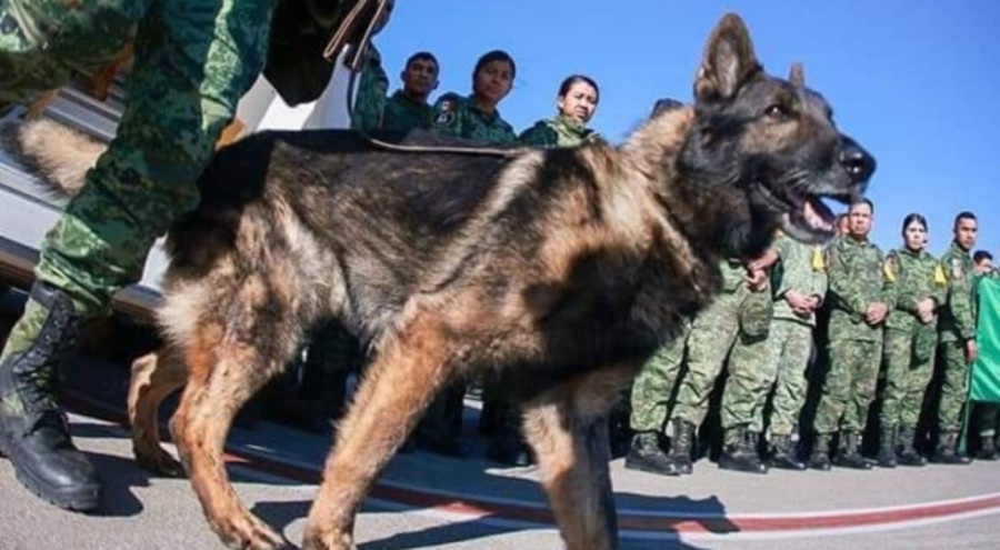 Meksika ekibinin arama kurtarma köpeği hayatını kaybetti