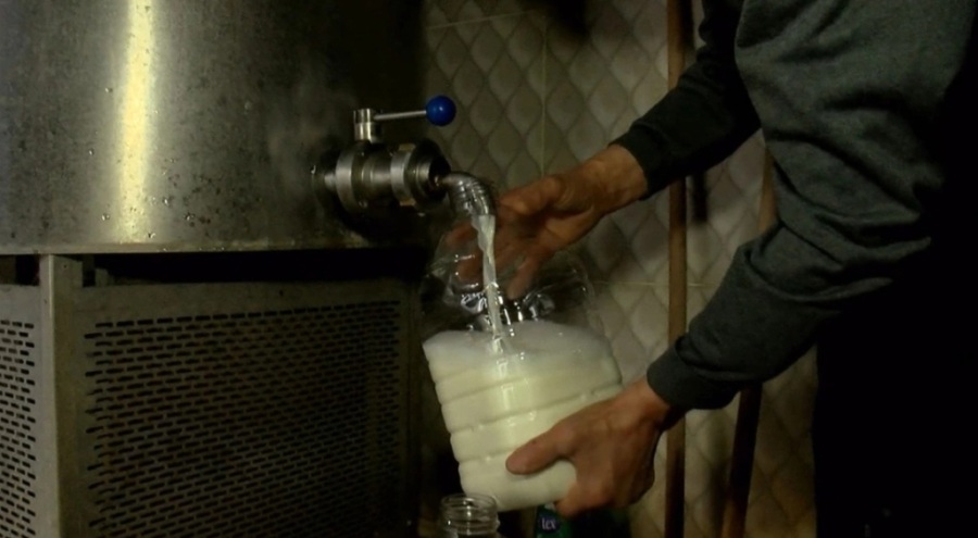 Toplanan inek sütü miktarı 2022'de azalış gösterdi