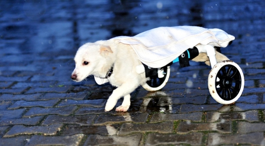 Bursa'da ormanlık alanda bulduğu felçli köpeğe tesisat borularıyla yürüteç yaptı