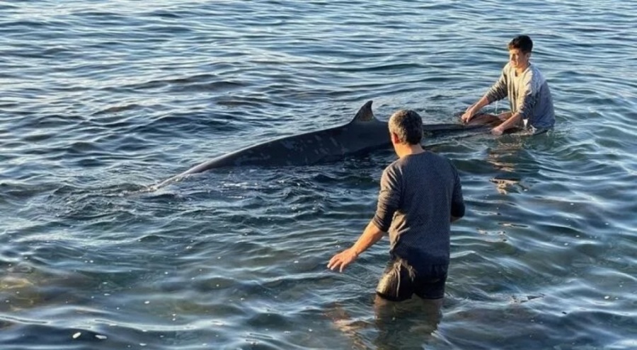 Kıyıya vuran yunusu depremzede aile kurtardı