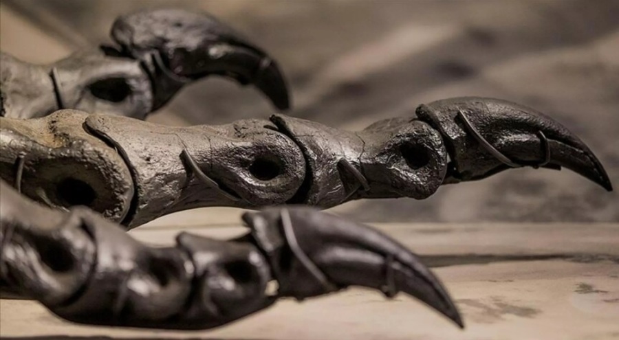 İngiltere'de 'bir metrelik dinozor ayak izi' bulundu