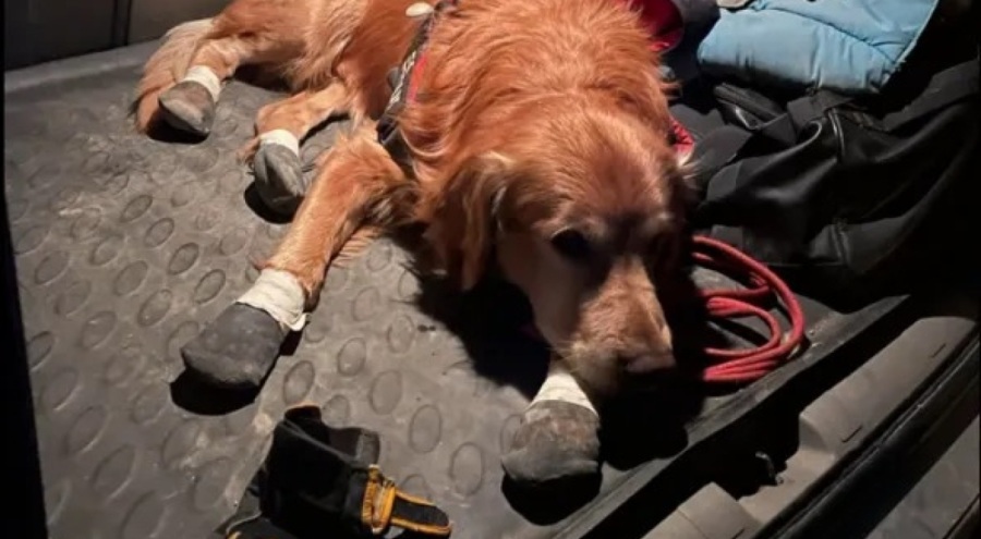 Arama kurtarma köpeği Killian 17 kişiyi kurtardı