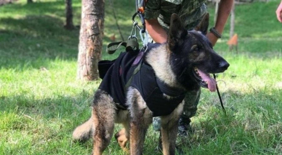 Arama kurtarma köpeği Proteo için Meksika'da anma töreni