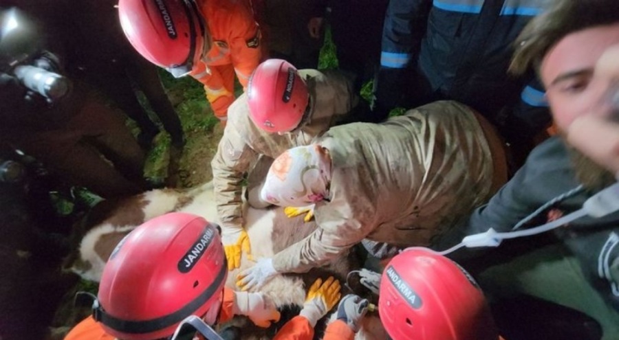 Göçük altından kurtarılan 'Bircan' isimli inek yaşamını yitirdi
