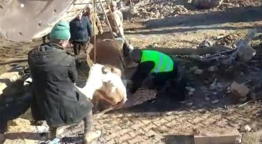 Depremde mahsur kalan inek 300 saat sonra sağ olarak çıkarıldı