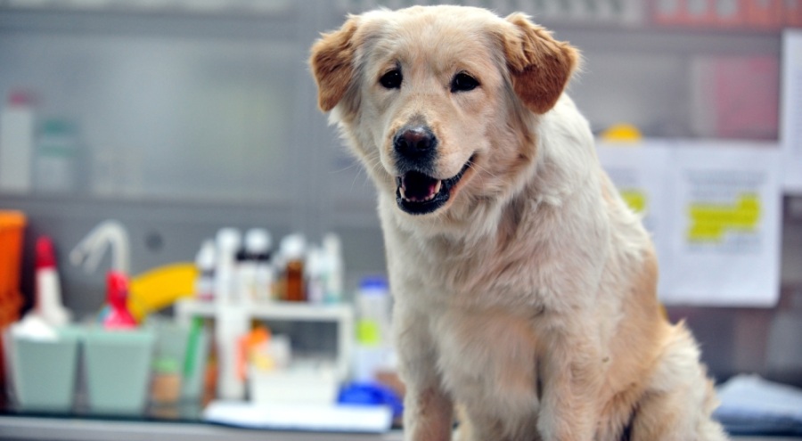 Depremden yaralı kurtarılıp Bursa'da tedaviye alınan köpeğin adı 'Mucize' çıktı