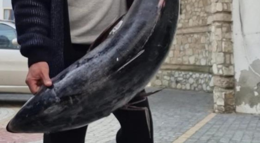 63 kiloluk orkinosu oltayla yakaladı