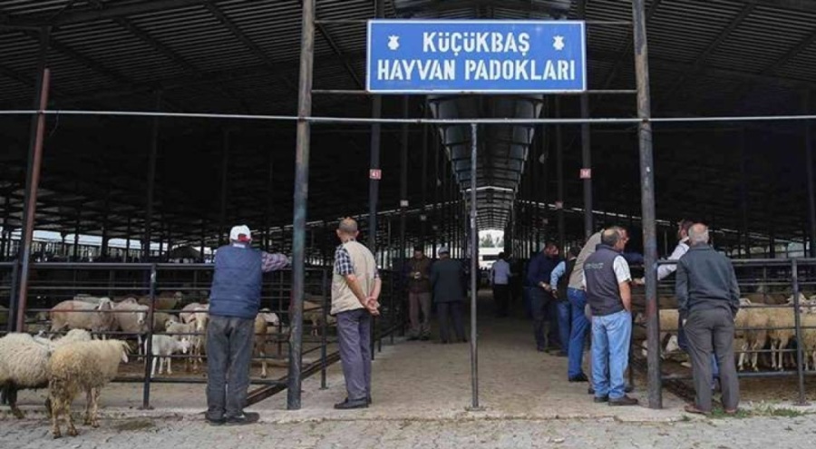 Kütahya'da 'şap' alarmı: Hayvan pazarları kapatılıyor
