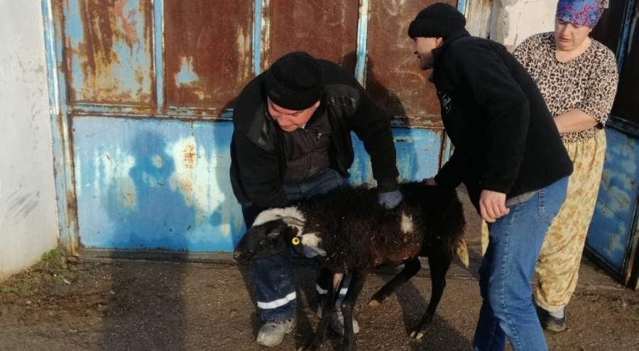 Bursa Harmancık'tan deprem bölgesindeki aşevlerine et bağışı