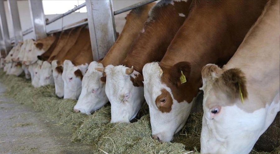 Deprem bölgesinde hayvancılığa telafi desteği