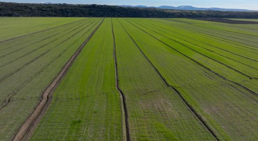 Zorunlu tarım sigortası hangi hasarları karşılıyor?