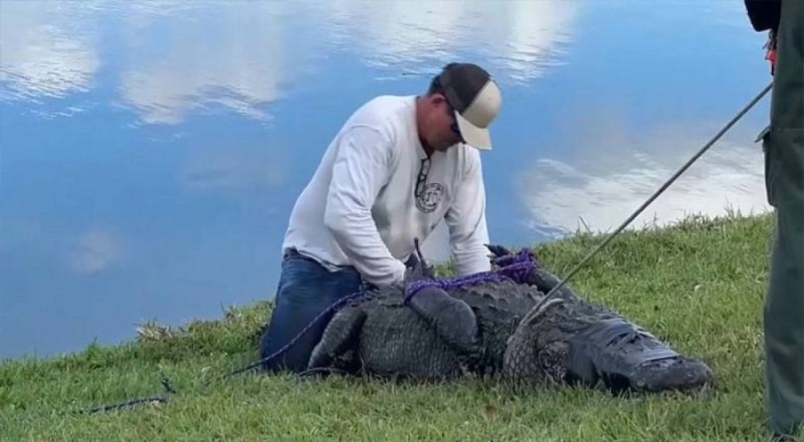 Timsah saldırısına uğrayan kadın yaşamını yitirdi