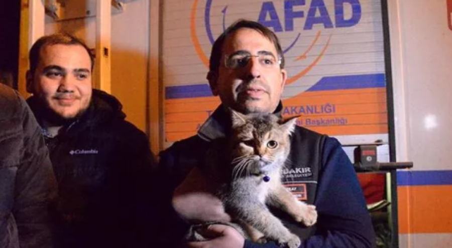Galeria Sitesi'ndeki kedilerden biri kurtarıldı