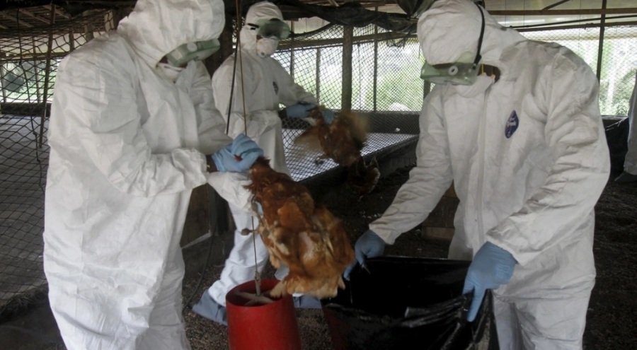 Kamboçya'da kuş gribi can aldı