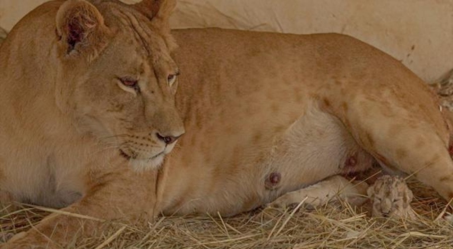 Güney Afrika'da aslan nakil aracından kaçtı