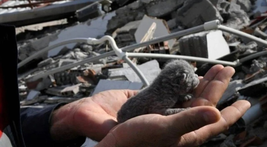 Deprem enkazından 5 günlük yavru kedi çıkarıldı