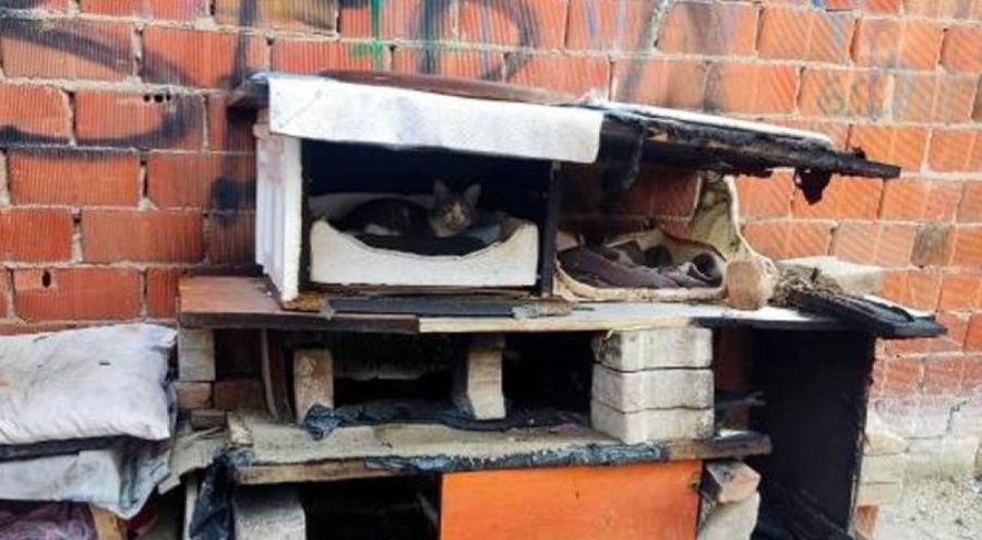 Sokak kedilerinin kulübesini ateşe verdi!