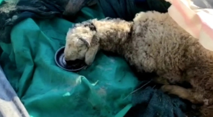 Enkazdan 20 gün sonra kurtarılan koyun böyle su içti