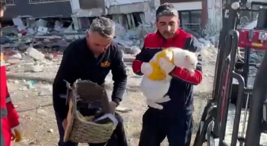 Ağır hasarlı binalarda mahsur kediler böyle kurtarıldı