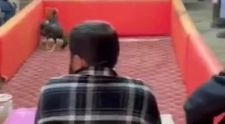 Horoz dövüştüren 16 kişiye 64 bin 880 lira ceza kesildi