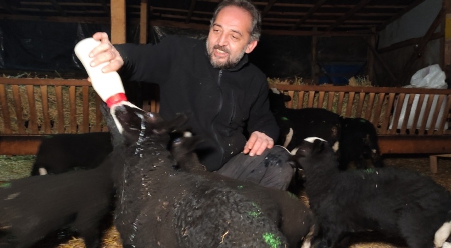 Bursa'da kuzular için sabaha kadar doğum nöbeti!