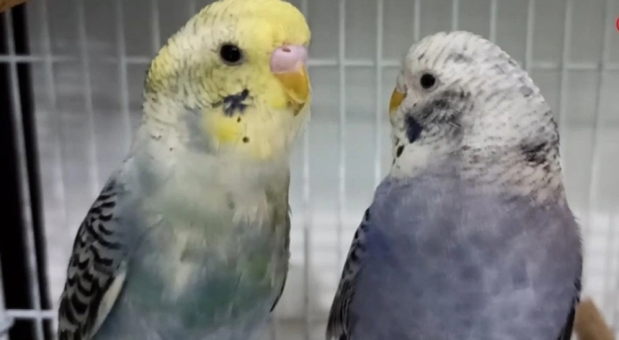 Depremlerden sonra kuş satışları arttı! ''Depremden önce kuşlar ses çıkarıyor''