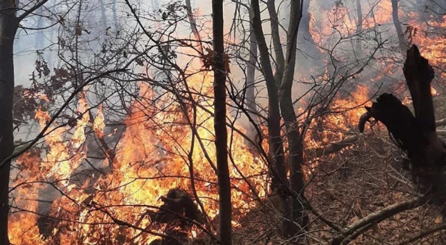 Manisa'daki orman yangınında 5 dönüm alan etkilendi