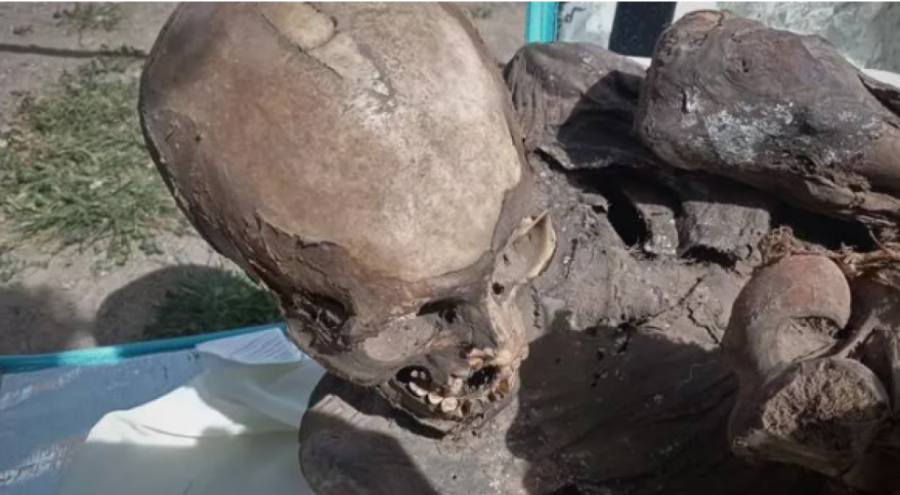 Kuryenin taşıdığı soğutucu kutuda mumya bulundu