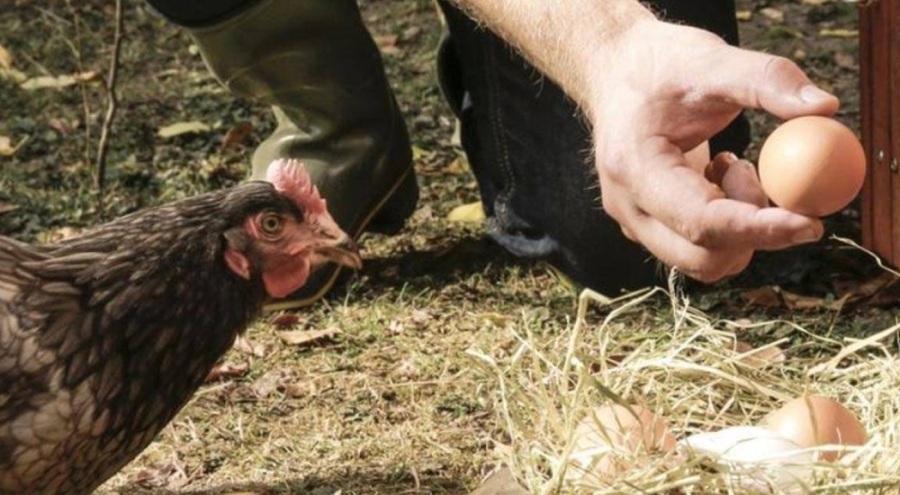 Afyonkarahisar ve Denizli'de kuş gribi alarmı
