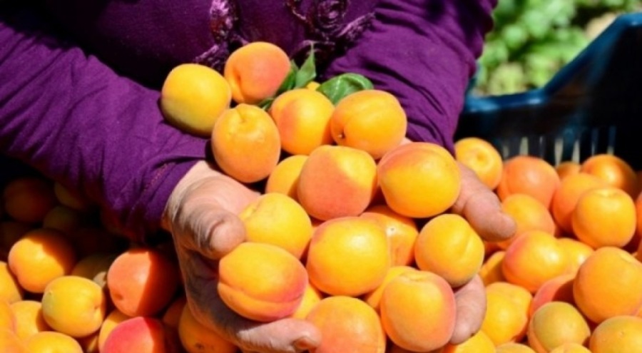 Malatya'da kayısı endişesi