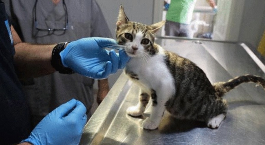 Depremzede evcil hayvanlar için genelge